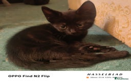 Mixed Breed cats for sale: Beautiful Black affectionate Female kitten  - Image 5