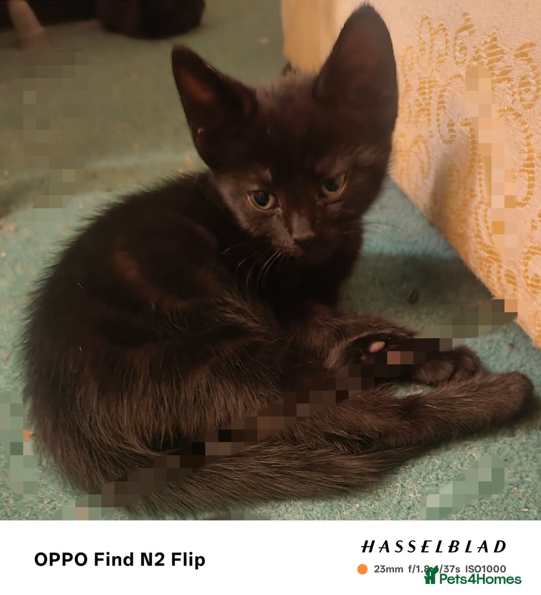 Mixed Breed cats for sale: Beautiful Black affectionate Female kitten  - Image 5