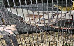 Rat rodents for sale: 3 male rats free to experienced home - Image 1