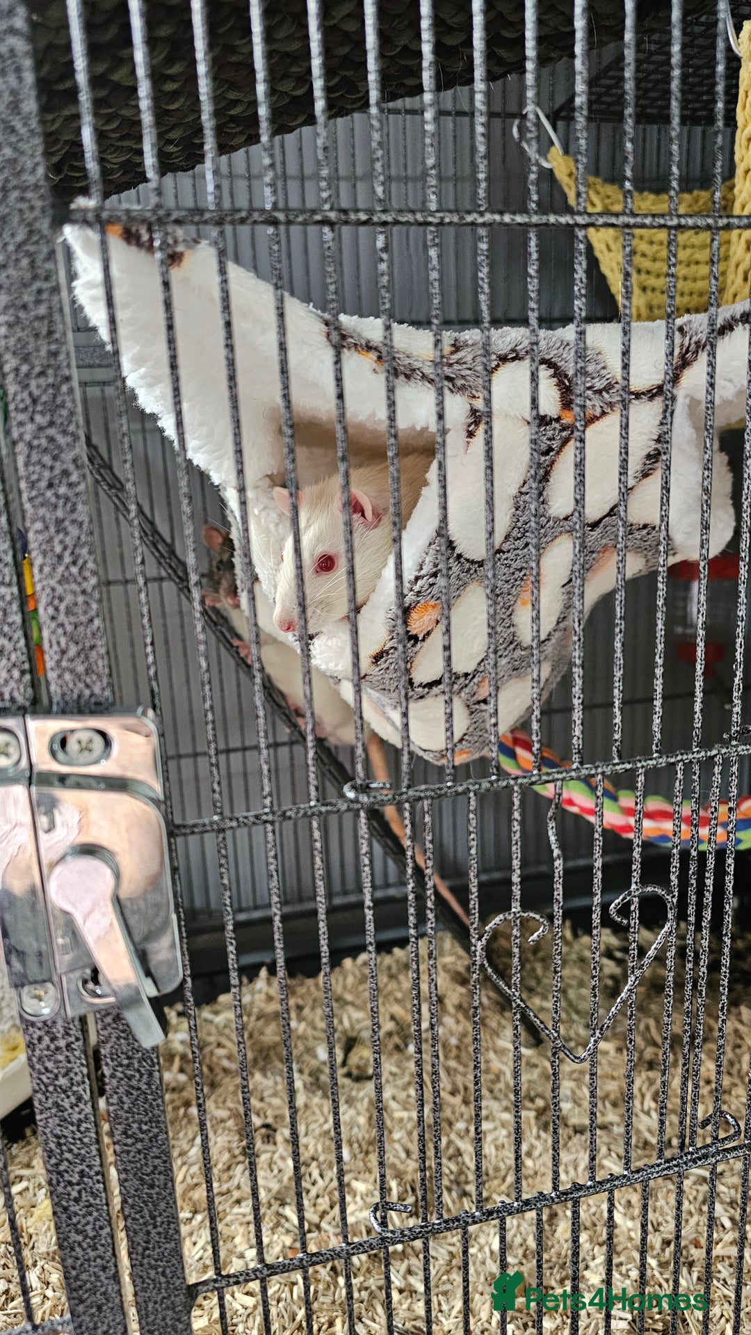 Rat rodents for sale: 3 male rats free to experienced home - Image 1