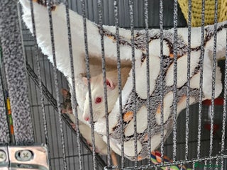 Rat rodents - Advert 12