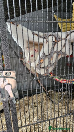 Rat rodents - Advert 1