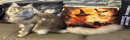 Maine Coon cats for sale: Reduced TICA Xl Maine coon Kitten active possible  - Advert 3