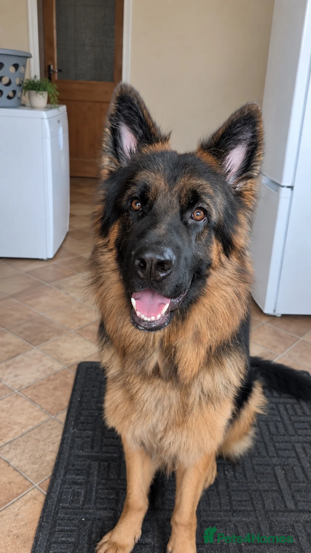 German Shepherd dogs for stud: Handsome boy , for STUD  - Advert 2