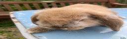 French Lop rabbits for sale: French Lop Bunnies in London - Advert 17