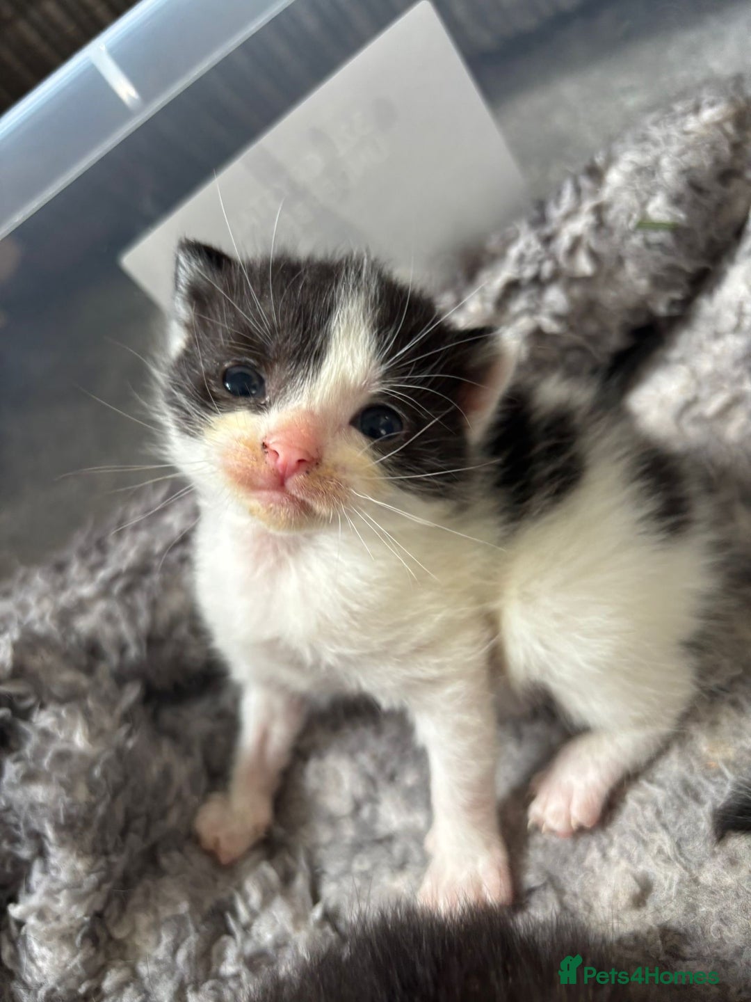 Mixed Breed cats for sale: 5 kittens will be looking for a forever home - Image 10