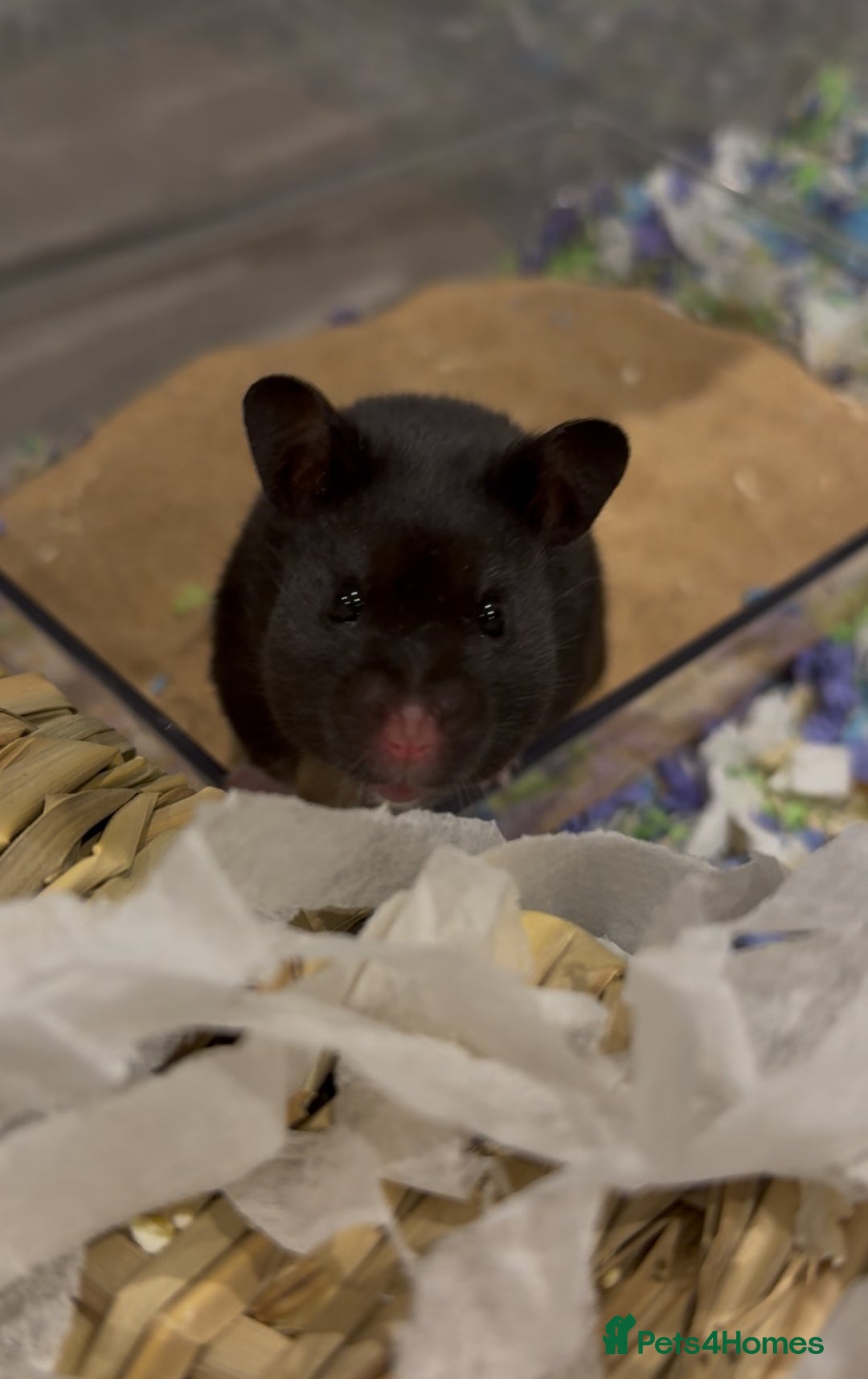 Hamster rodents for sale: Eclipse for adoption🖤 - Advert 2