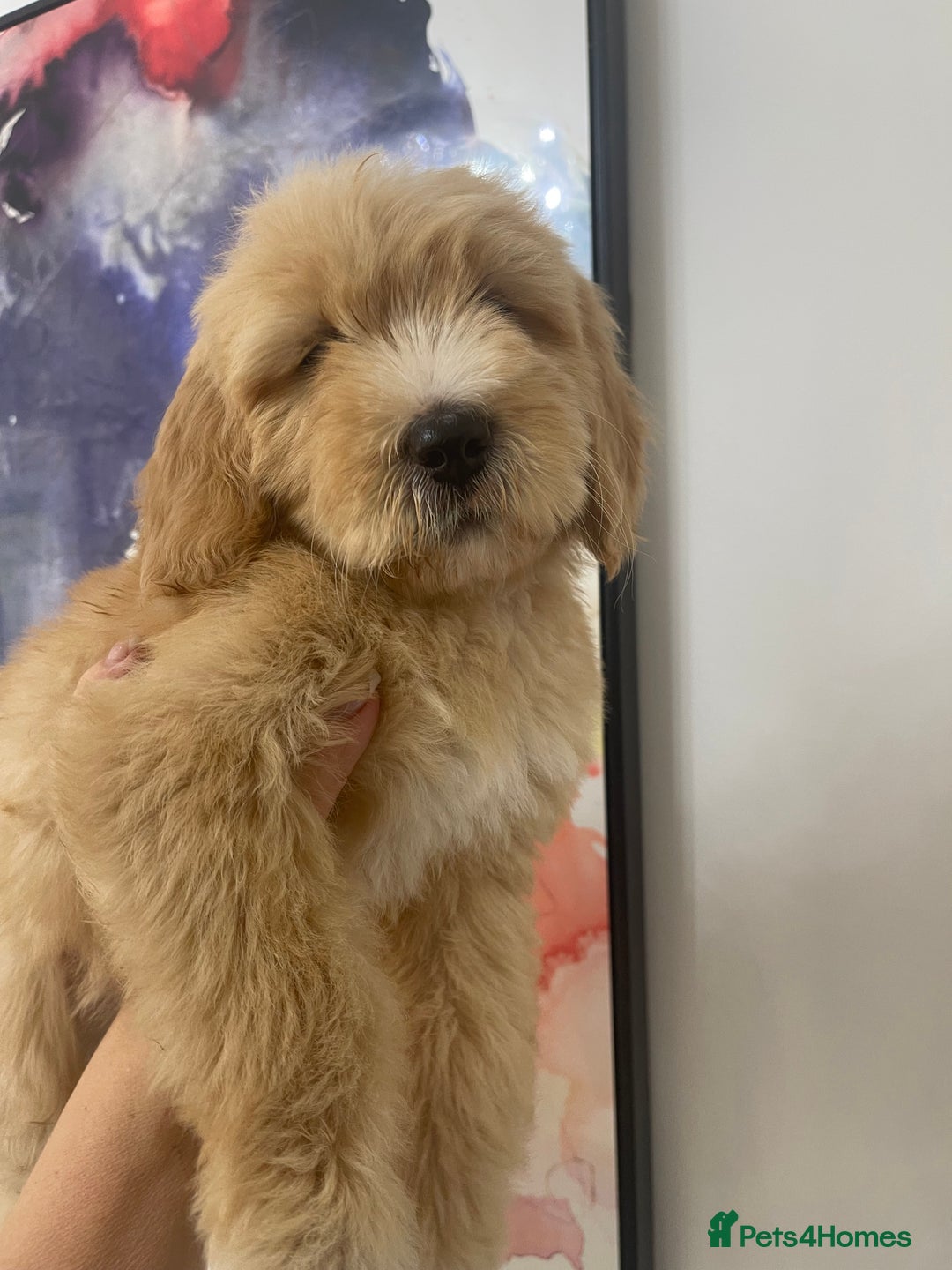 Goldendoodle dogs for sale: Multigenerational Puppies Licensed and Tested - Image 23
