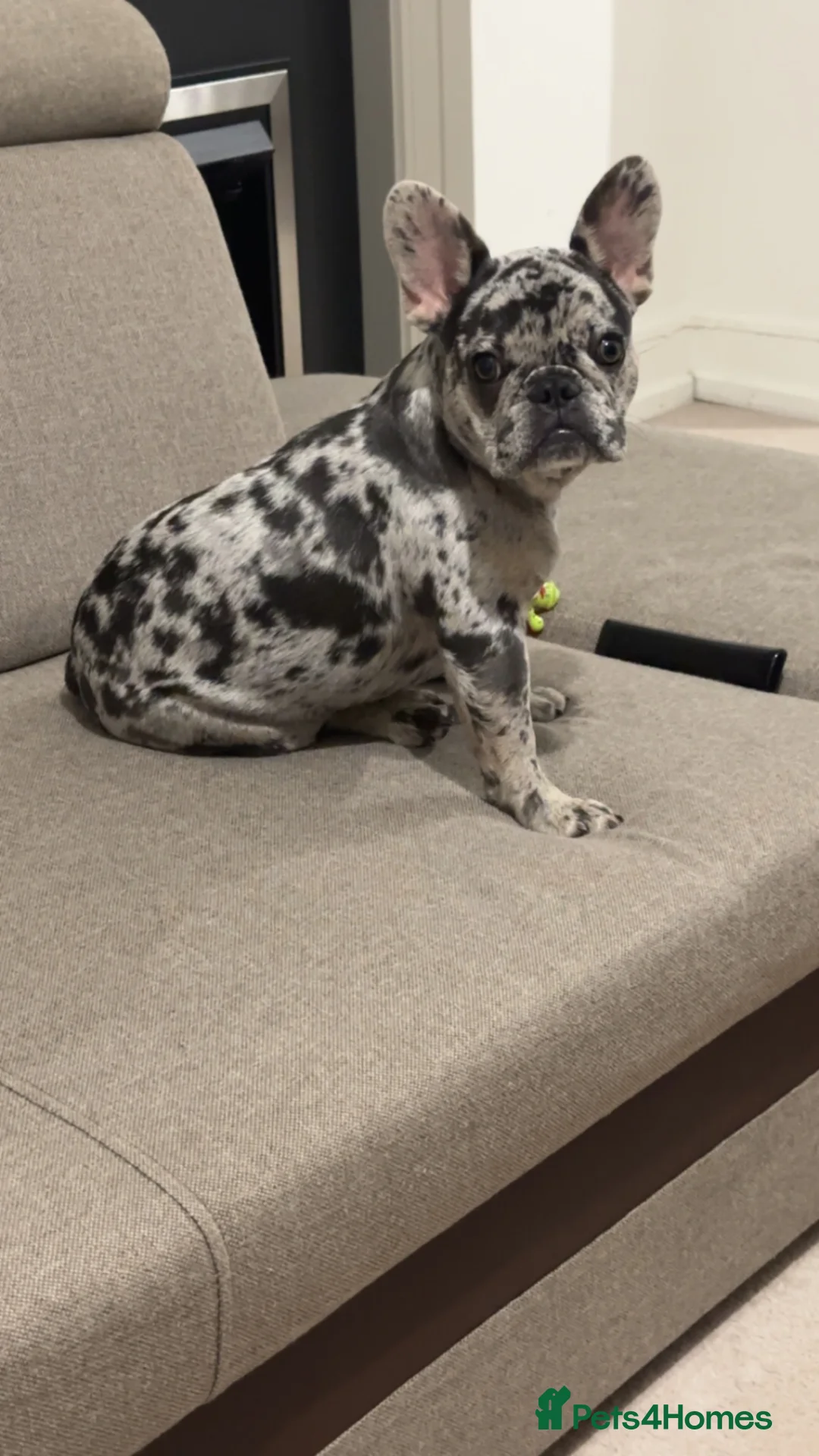French Bulldog dogs for stud: 🐾 STUD AVAILABLE – Blue Merle French Bulldog in Northampton - Advert 4