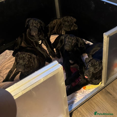 Presa Canario dogs in Accrington - Advert 4