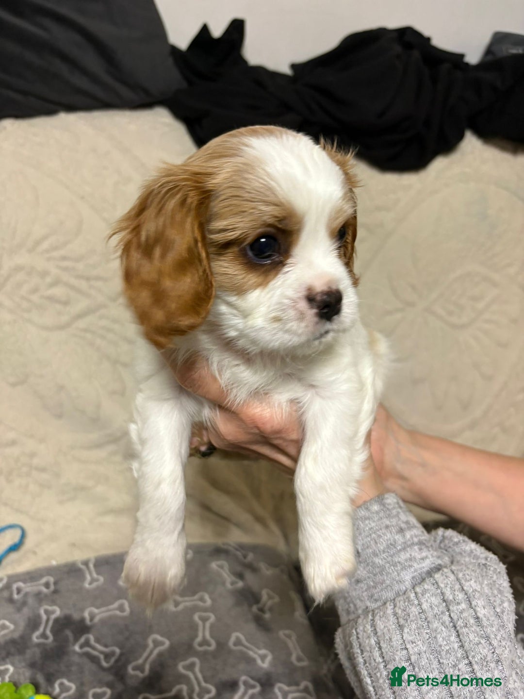 Cavalier King Charles Spaniel dogs for sale: Beautiful Blenheim King Charles spaniel pups    - Advert 28