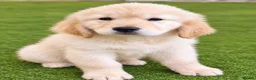 Golden Retriever dogs for sale: Advanced trained golden retrievers  - Advert 1