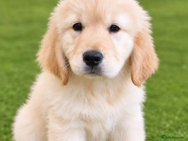 Golden Retriever dogs Advanced trained golden retrievers - Advert 3