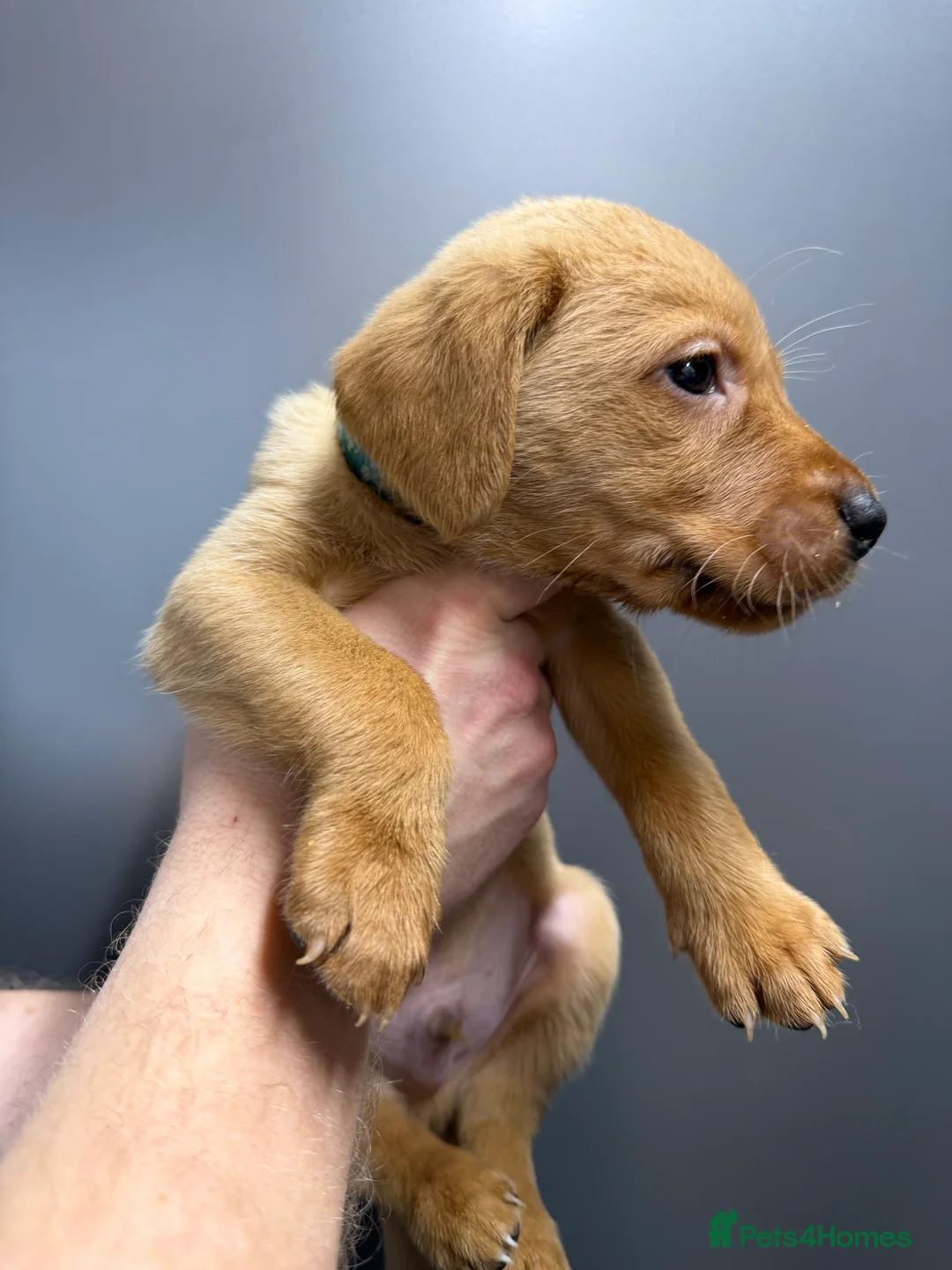 Labrador Retriever dogs for sale: KC Reg Labrador Puppies (mix of Red/blonde) - Advert 15