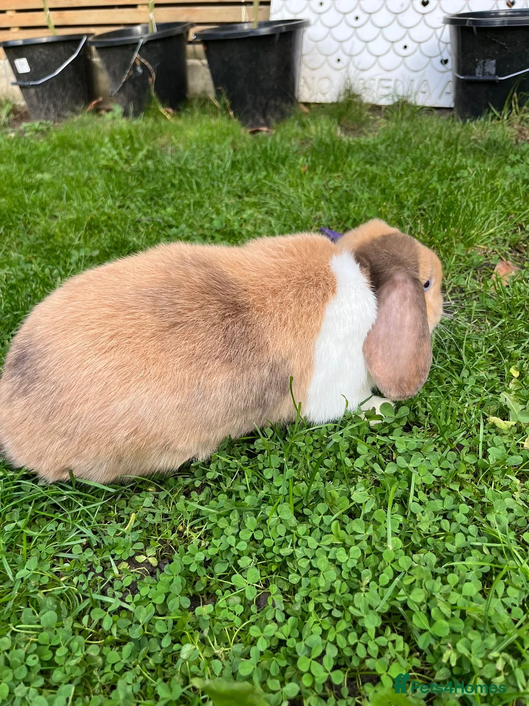 Mixed Breed rabbits for sale: Free rabbits to good home  - Advert 2
