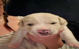 Mixed Breed dogs for sale: Canecorxer cross golden retriever  - Image 11