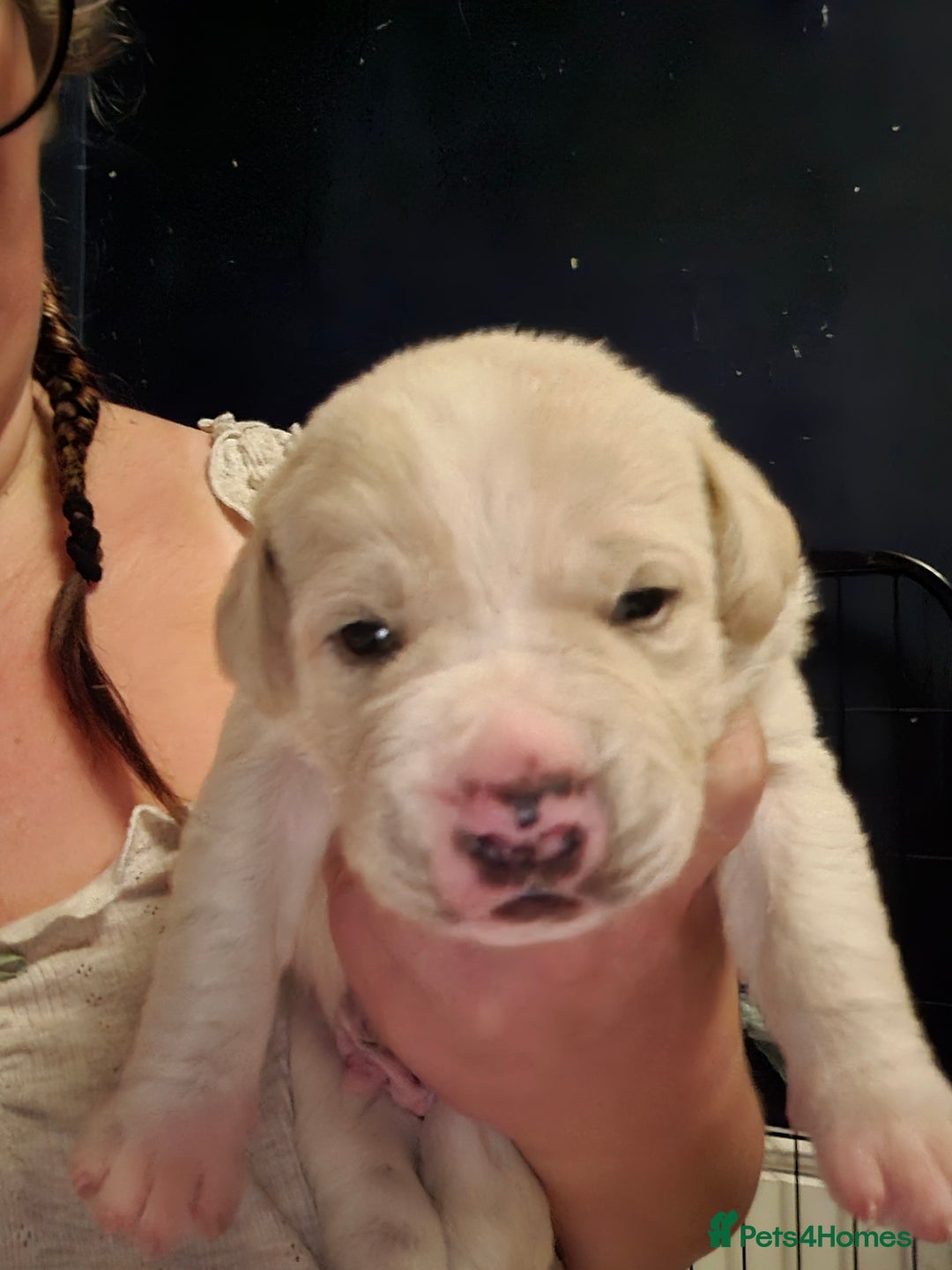 Mixed Breed dogs for sale: Canecorxer cross golden retriever  - Image 11