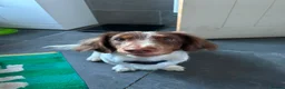 Dachshund dogs for sale: Dacshund 1.5Years old Male - Advert 10