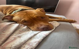 Mixed Breed dogs for sale: Loving staffy x American bully seeks forever home - Advert 3