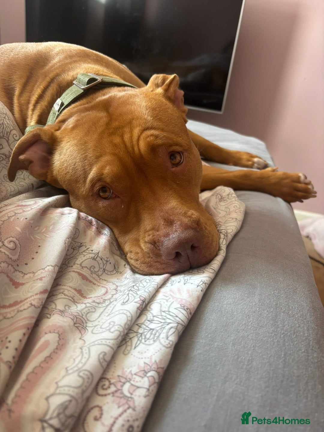 Mixed Breed dogs for sale: Loving staffy x American bully seeks forever home - Advert 3