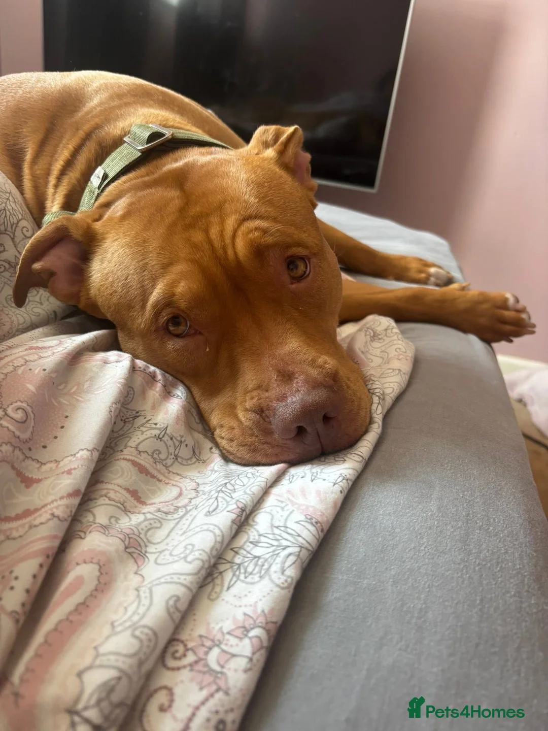 Mixed Breed dogs for sale: Loving staffy x American bully seeks forever home - Advert 3