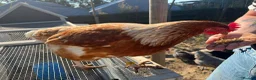 Mixed Breed poultry for sale: Selling Collection - Turkeys, Chickens and Quail - Advert 6