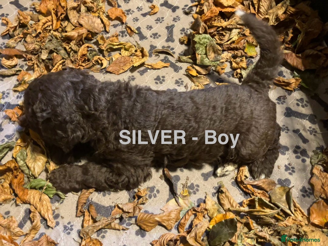 Lagotto Romagnolo dogs for sale: Stunning Litter of Pedigree Lagotto Romagnolo Pups - Image 35