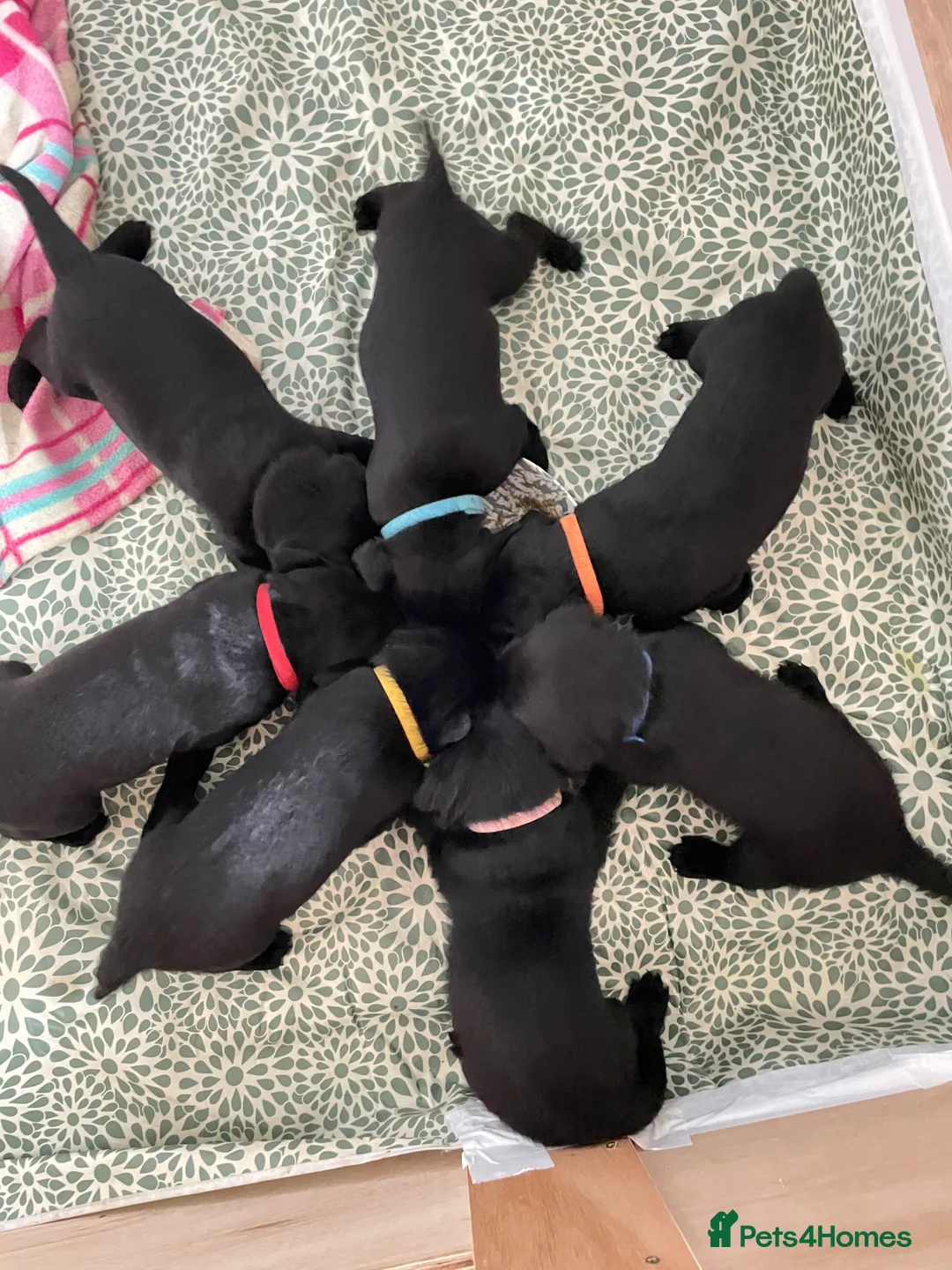 Labrador Retriever dogs for sale: FtCh Fendawood Pioneer x Inka Squamscott (Imp US) - Advert 3
