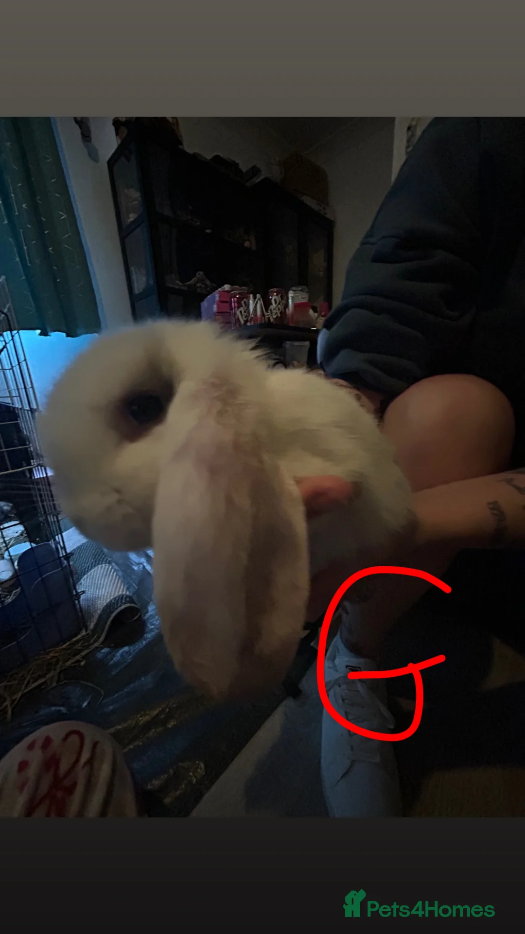 Mini Lop rabbits for sale: Boy and girl mini pop 7 weeks old  in Yeovil - Advert 1