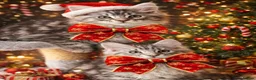 Maine Coon cats for sale: Last kitten remaining quality Maine coon kittens - Advert 8