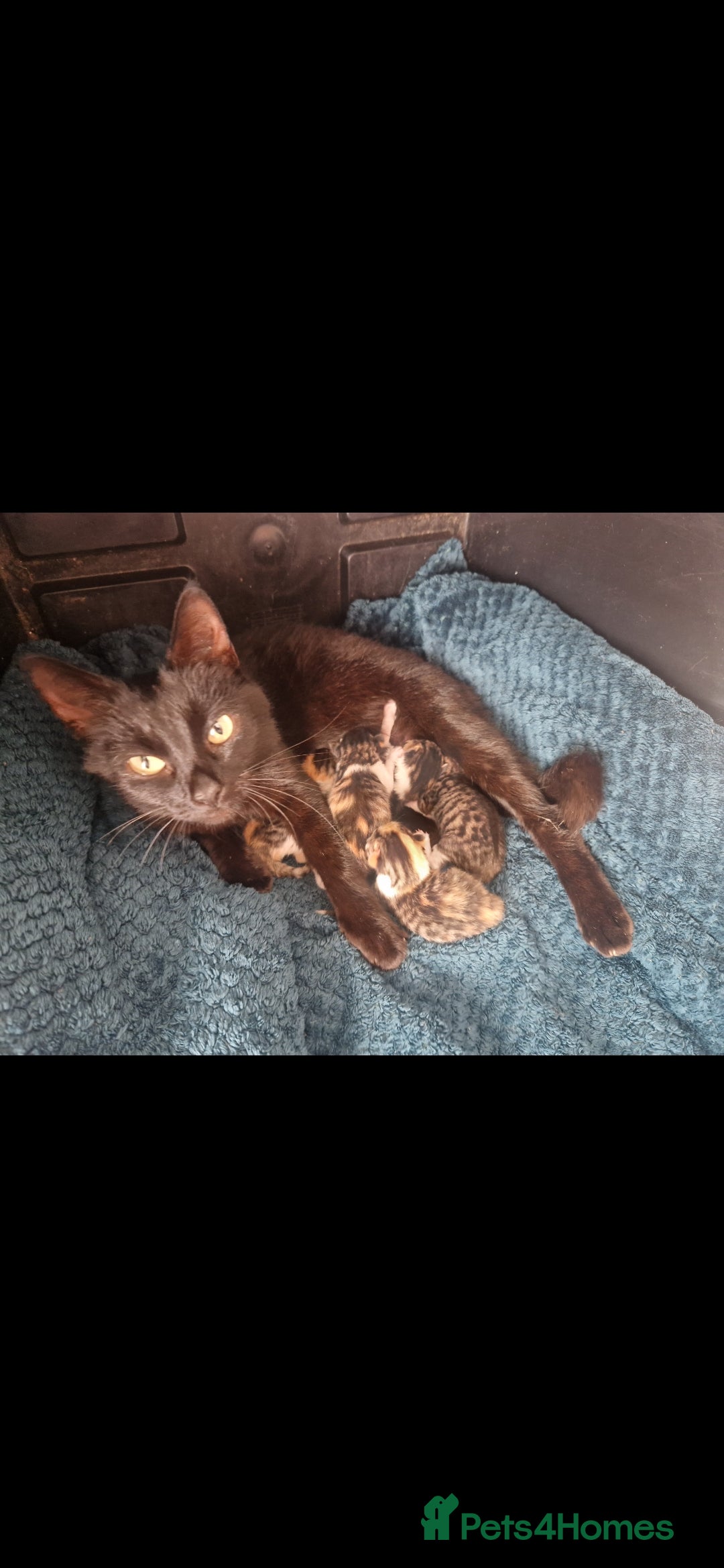 Mixed Breed cats for sale: Calico kittens. 1 girl 1 boy left - Image 15