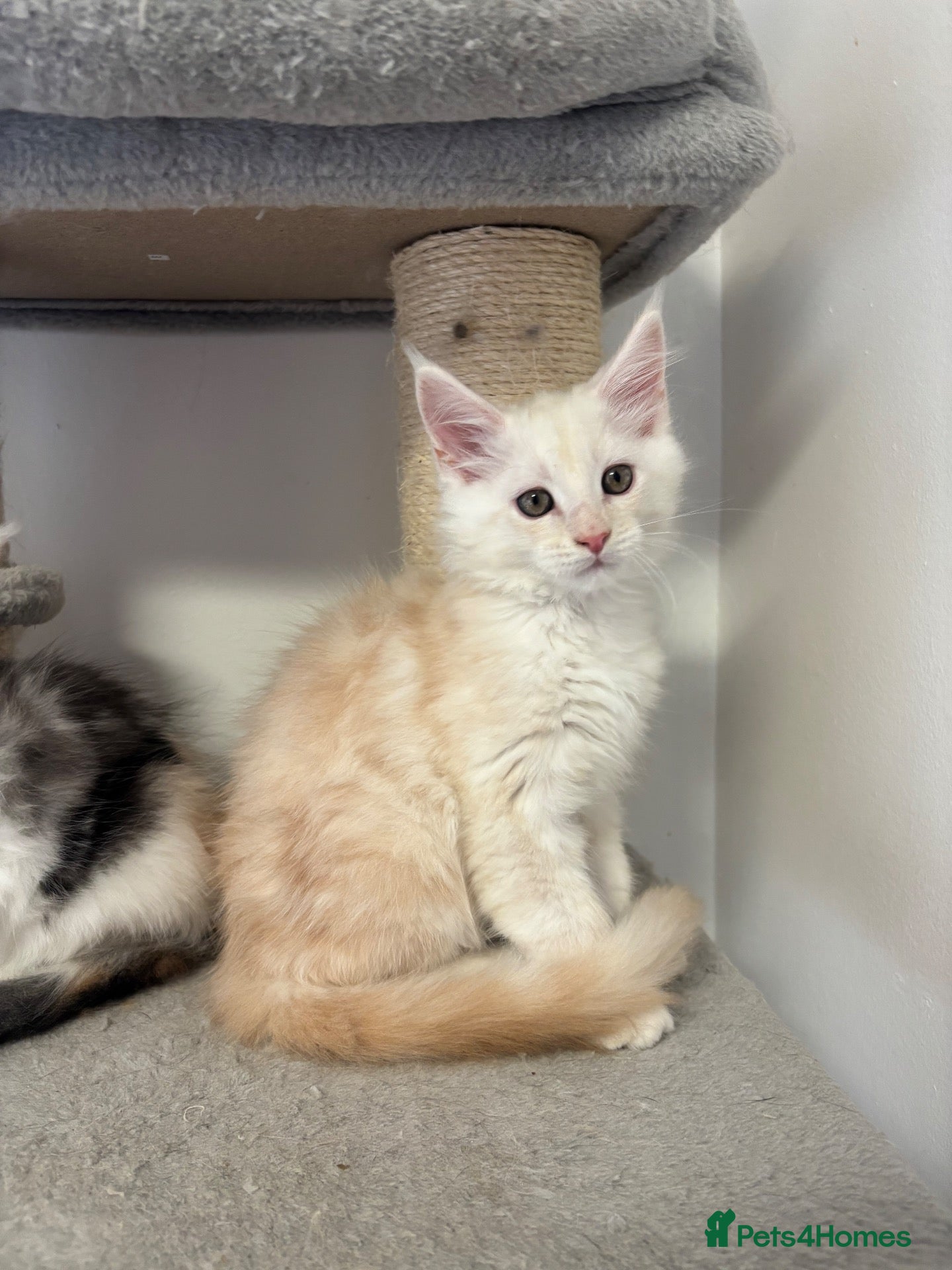 Maine Coon cats for sale: Stunning litter of Maine coon babies!  - Advert 18