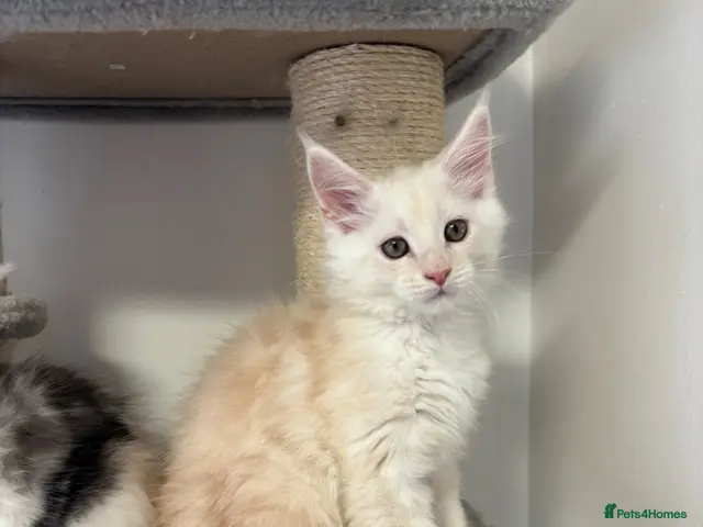 Maine Coon cats for sale: Stunning litter of Maine coon babies! - Advert 18