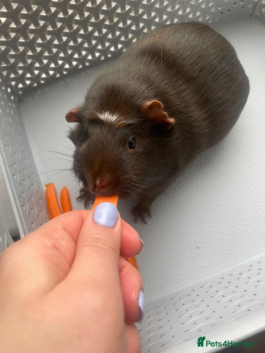 Guinea Pig rodents for sale:     Guinea Pig Looking for a Loving Home in Wetherby - Advert 2