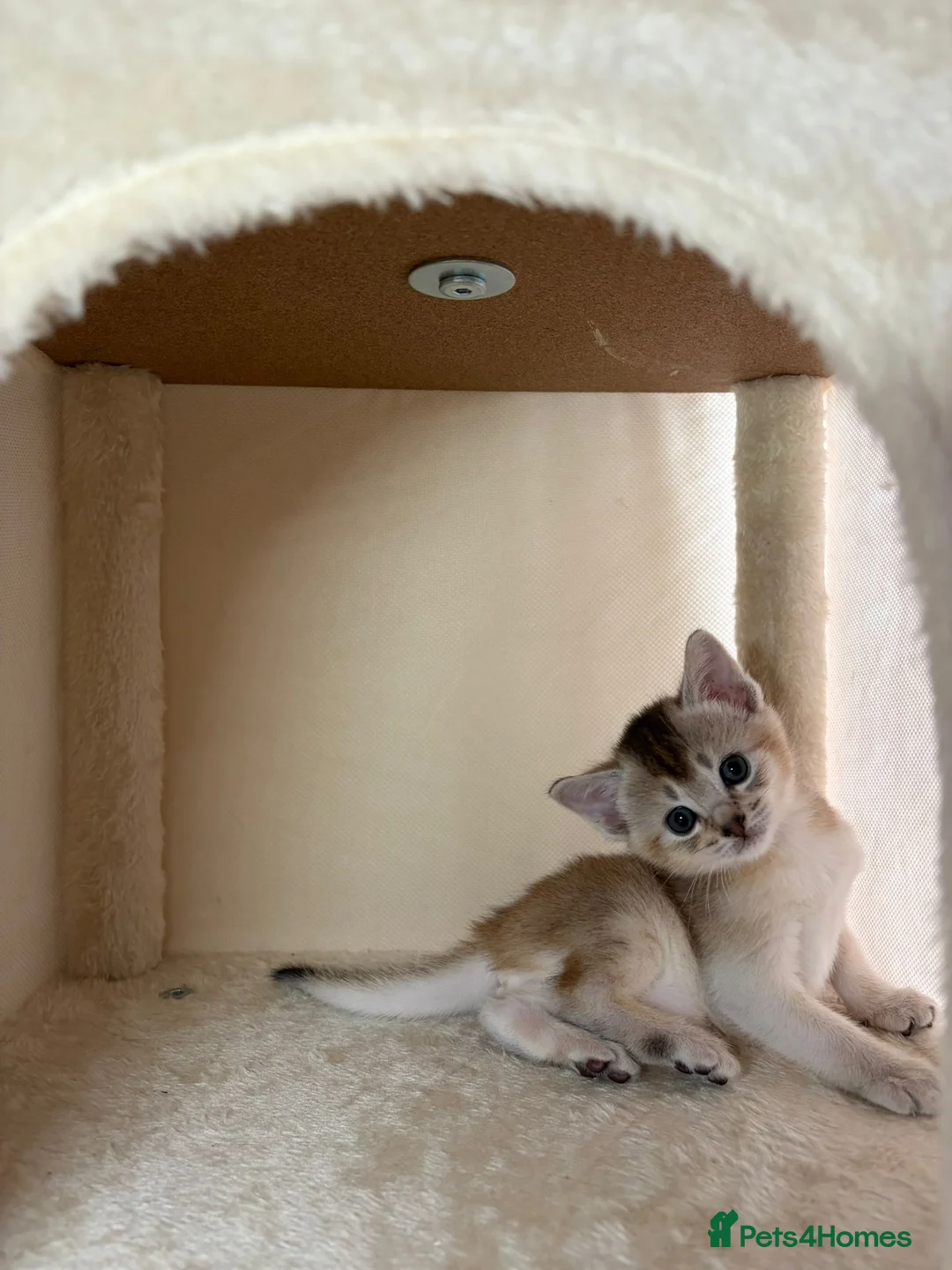 Abyssinian cats for sale: GCCF - Silver Abyssinian kittens - Home raised - Advert 4