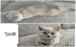 British Shorthair cats for sale: SALE!!   BSH Kitten SALE!! £650 - Image 5