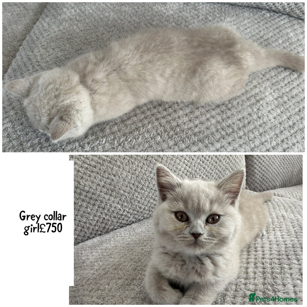 British Shorthair cats for sale: SALE!!   BSH Kitten SALE!! £650 - Image 5
