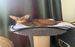 Abyssinian cats for sale: Beautiful Aby Girls in Northwood - Image 14