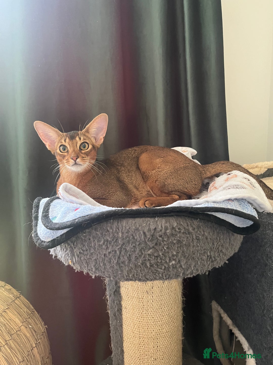 Abyssinian cats for sale: Beautiful Aby Girls in Northwood - Image 14