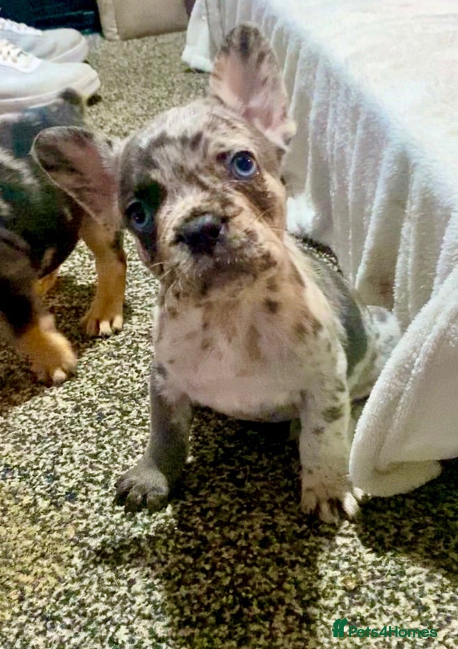 French Bulldog dogs Only 3 boys left! Merle,blue,chocolate lilac fluff - Advert 1