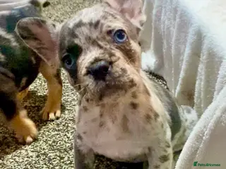 French Bulldog dogs Only 1 boy left! Tri coloured merle - Advert 2