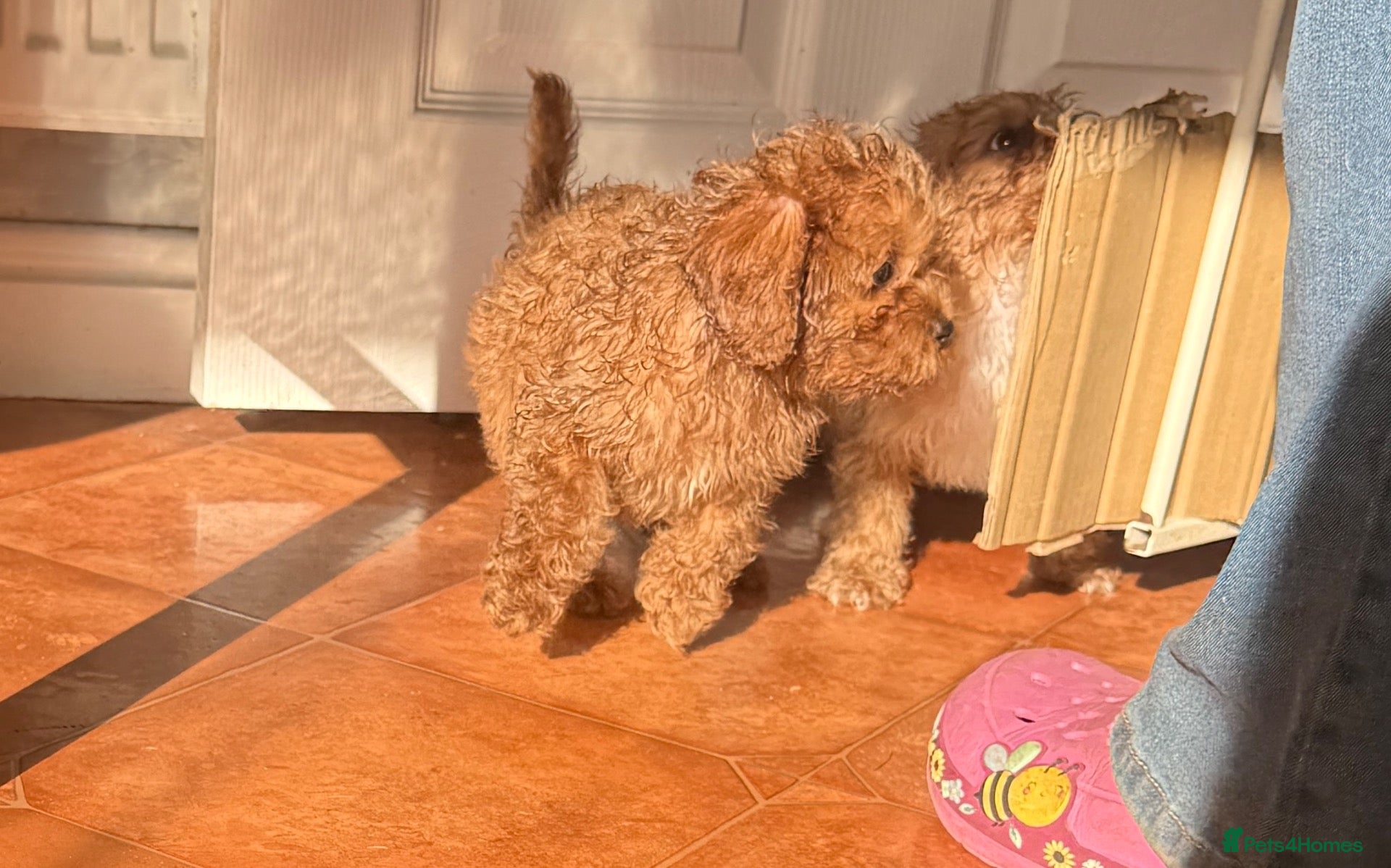 Cavapoo dogs for sale: Tiny Toy Cavapoo Puppies - Advert 2