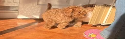 Cavapoo dogs for sale: Tiny Toy Cavapoo Puppies - Advert 11