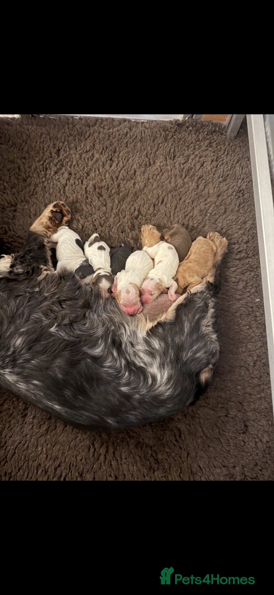 Cocker Spaniel dogs Kc reg Cocker Spaniel puppies - Advert 1