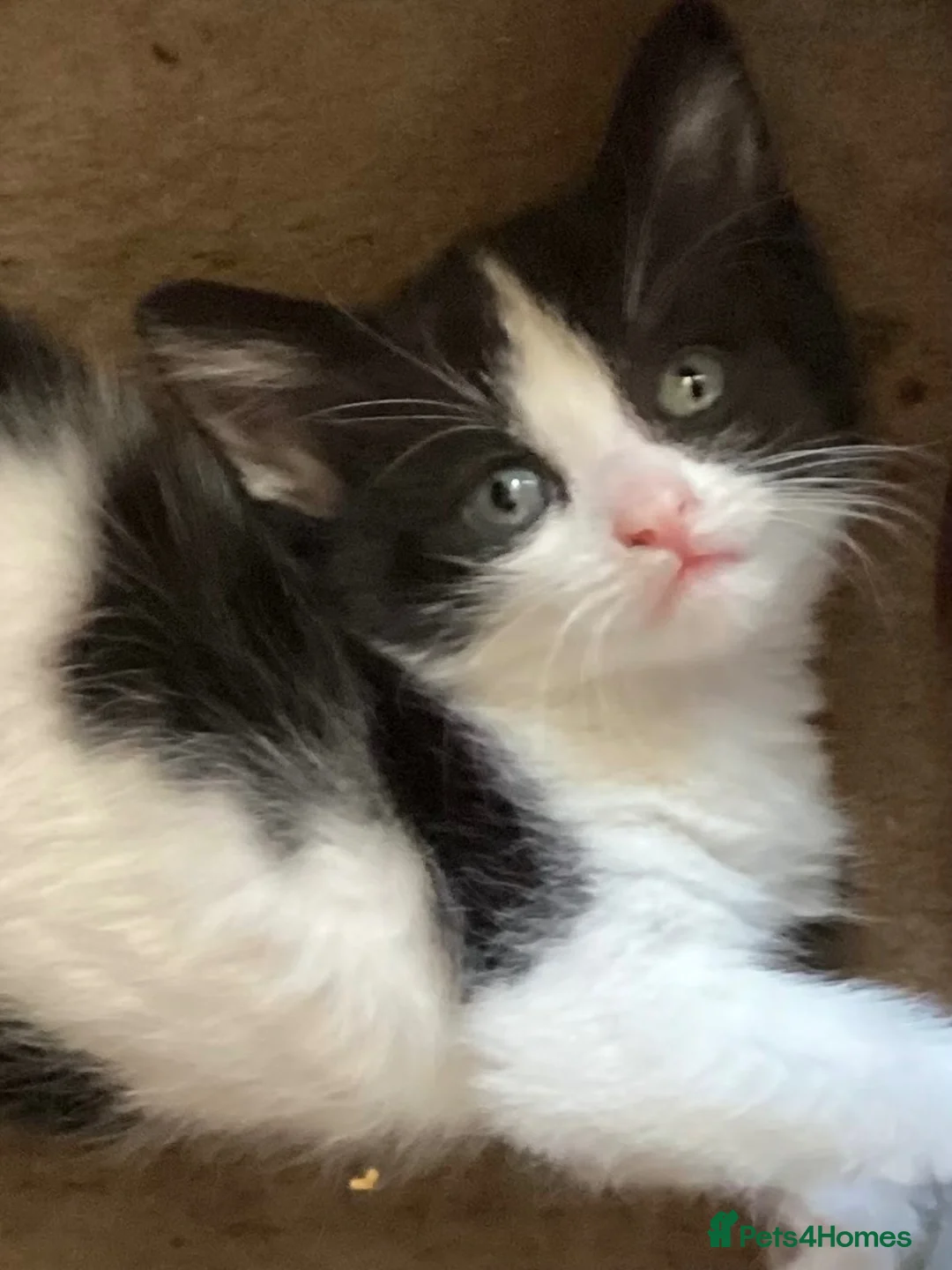 Mixed Breed cats for sale: Kitten ready now  in Evesham - Advert 7