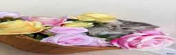 British Shorthair cats for sale: Adorable British shorthair mix kittens  - Advert 9