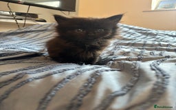 Mixed Breed cats for sale: 5 beautiful kittens - Image 6