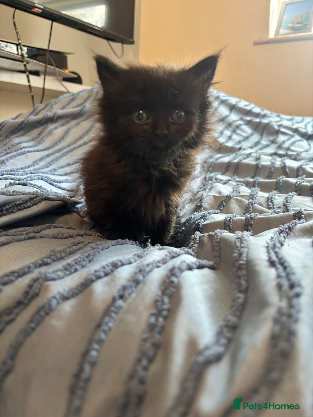 Mixed Breed cats for sale: 5 beautiful kittens - Image 6