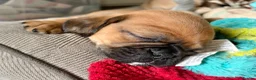 Mixed Breed dogs for sale: Pugalier F1 one girl left ready 23rd July - Advert 11