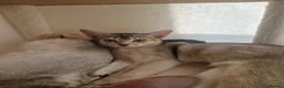 Abyssinian cats for sale: GCCF-registered usual silver Abyssinian kitten - Advert 5